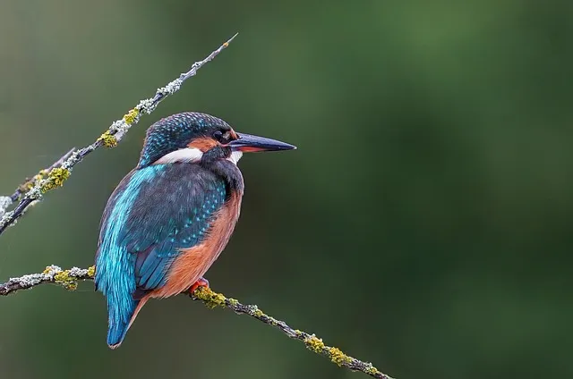 little things in life bird sounds