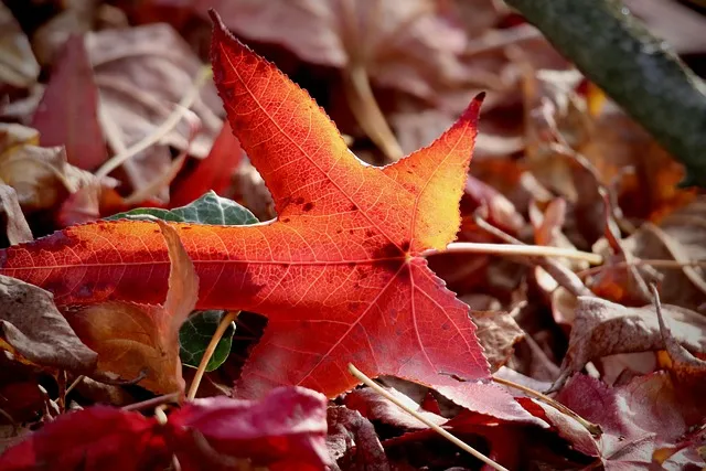 october challenge leaf collecting